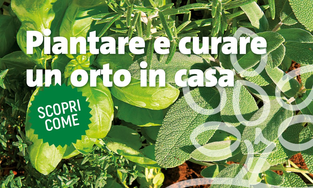 Come piantare e curare un orto in casa