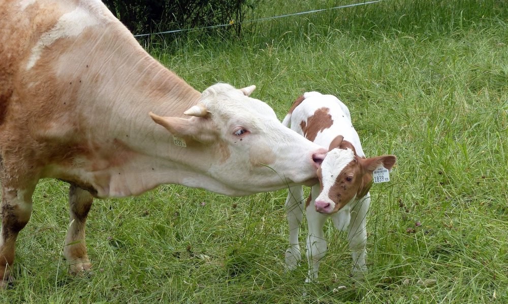 Dekamix® Igienizzante per lettiere Dekamix® Igienizzante per lettiere