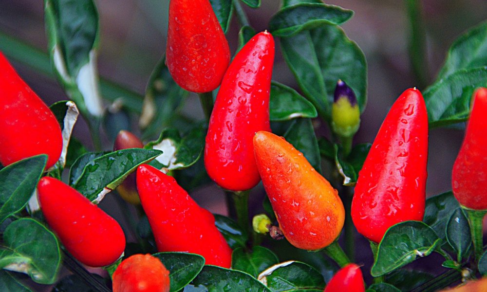 Coltivare il peperoncino: come fare? Coltivare il peperoncino: come fare?