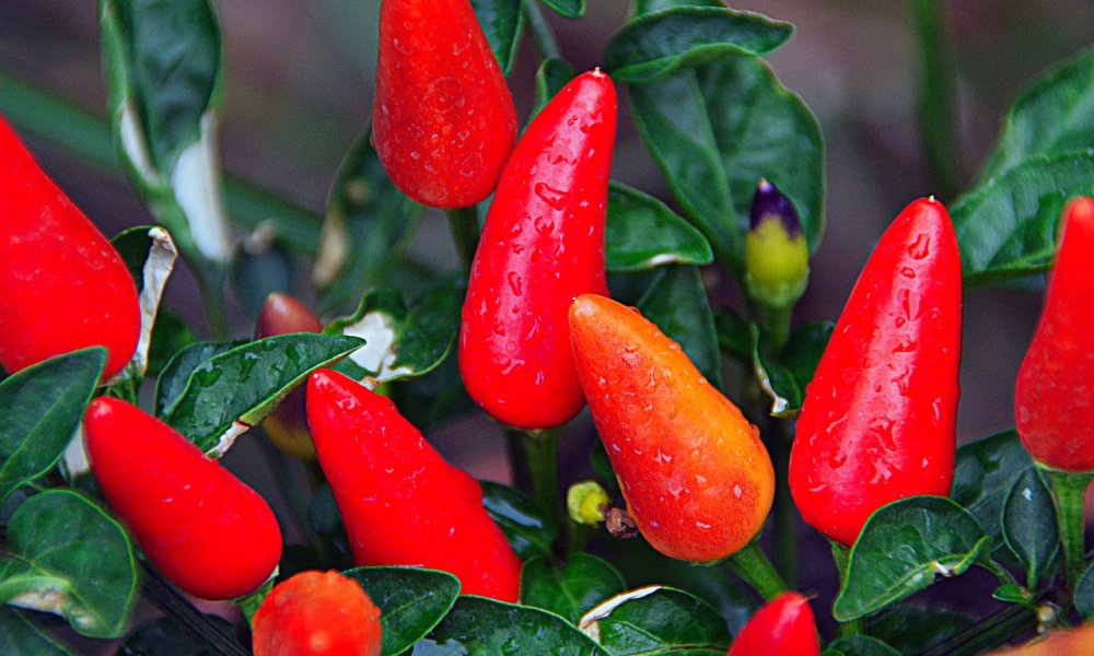 Coltivare il peperoncino: come fare?