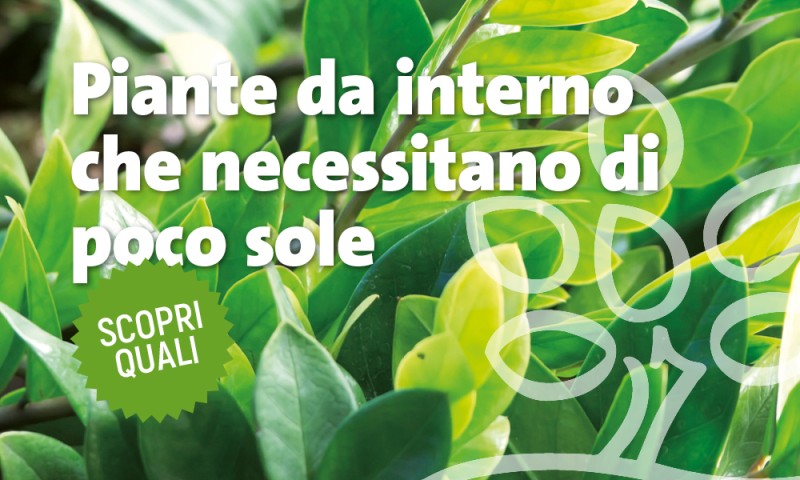 Quali sono le piante da interno che necessitano di poco sole