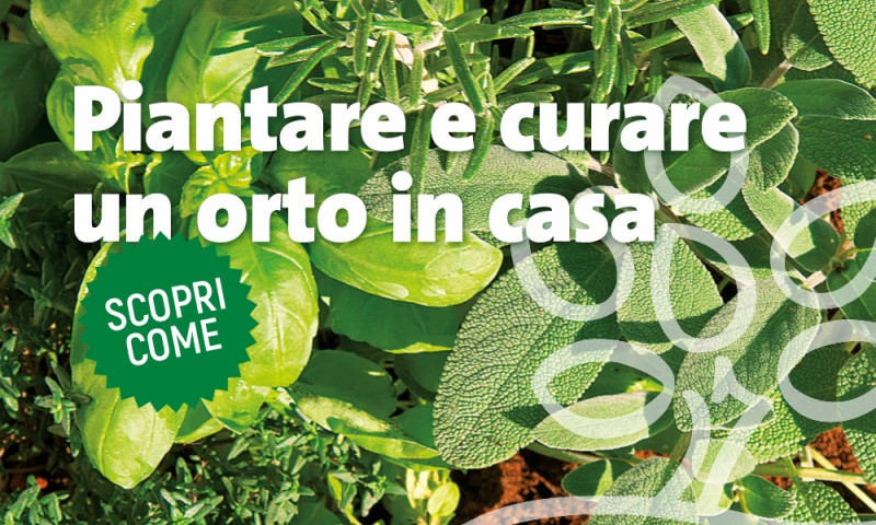 Come piantare e curare un orto in casa