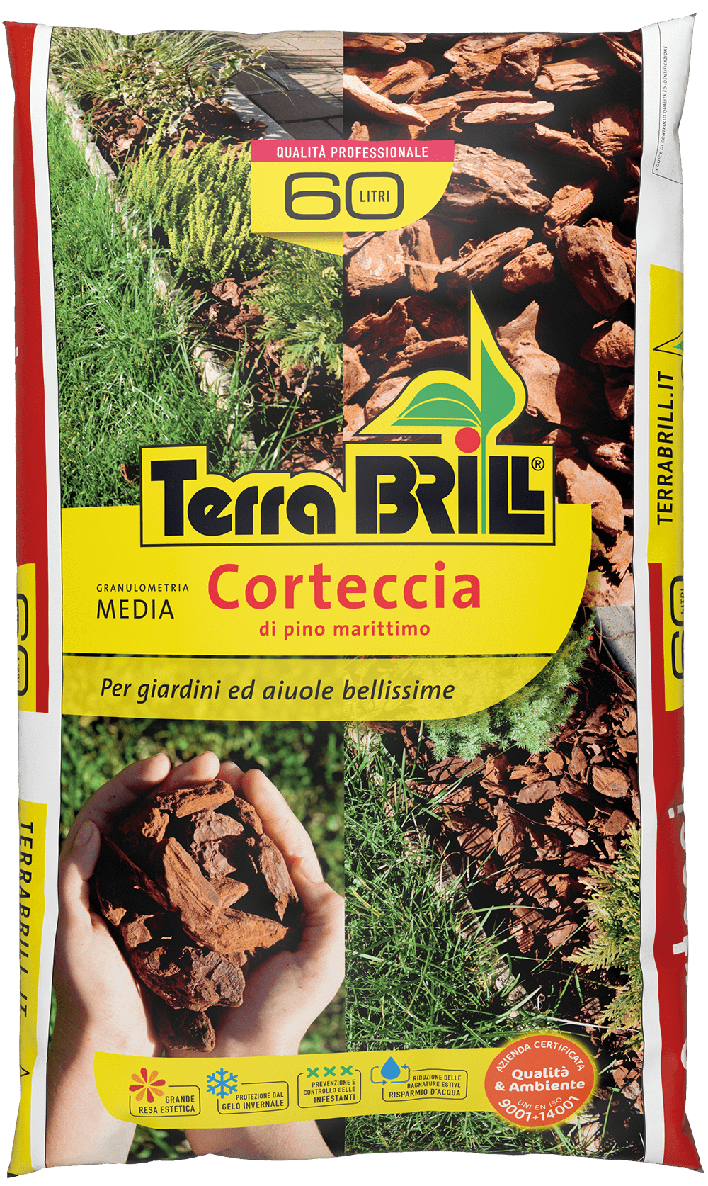 Corteccia Media