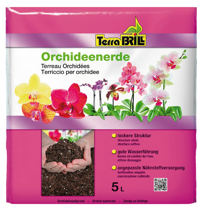 Orchidee