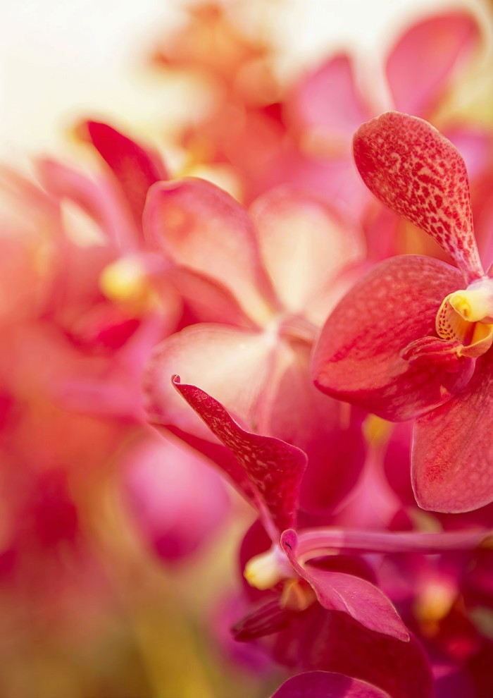 Orchidee