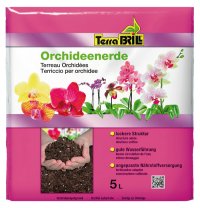 Orchidee